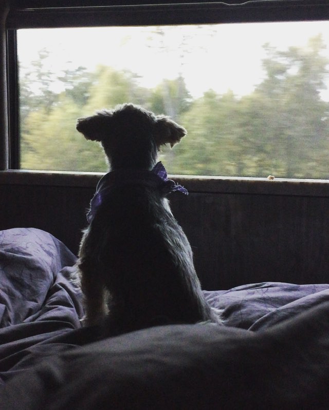 he loves a window. #strauss...