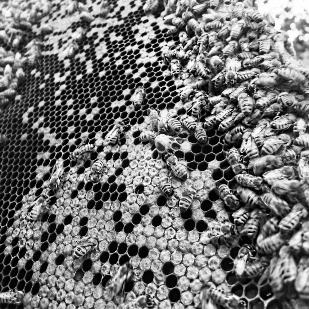 dabbled in beekeeping which I guess is more like bee-borrowing or whatever, anyw...