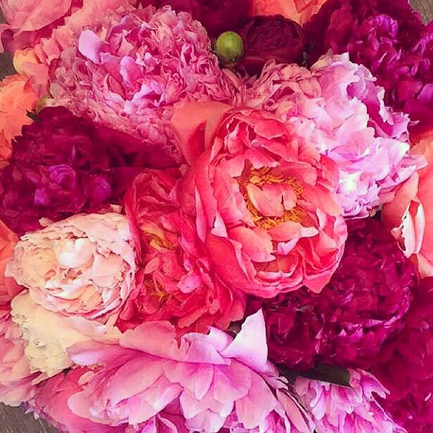 Shades of pink ...