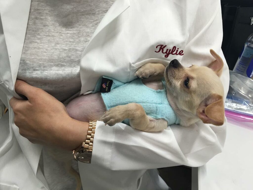 Bring your puppy to work day @lipkitbykylie...
