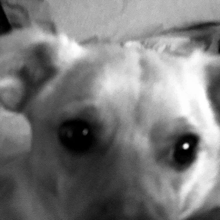 Toulouse spam...