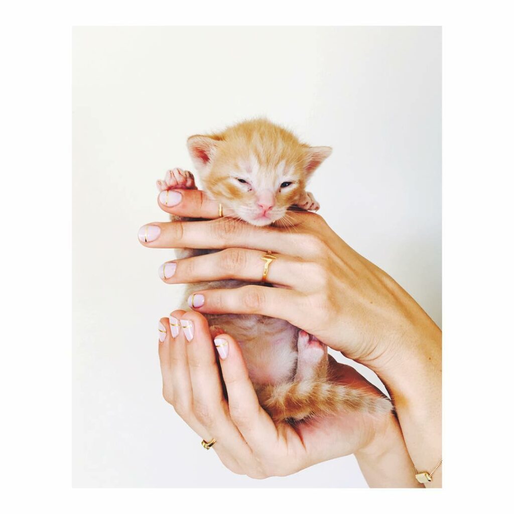 one month progress report: eyes are open and the kittens are starting to play. e...