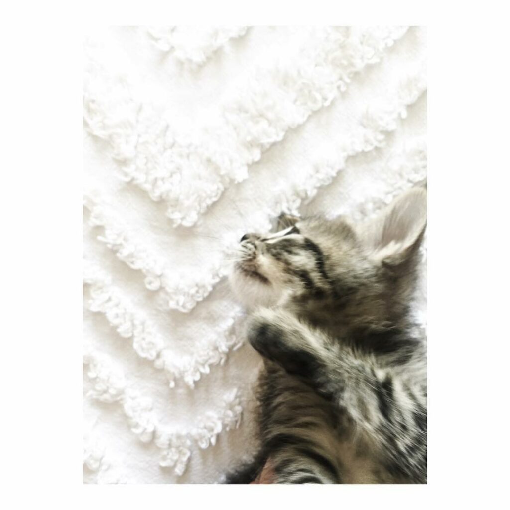 IMPORTANT FRIDAY NIGHT UPDATE:

The kittens have mastered crawling and are playi...