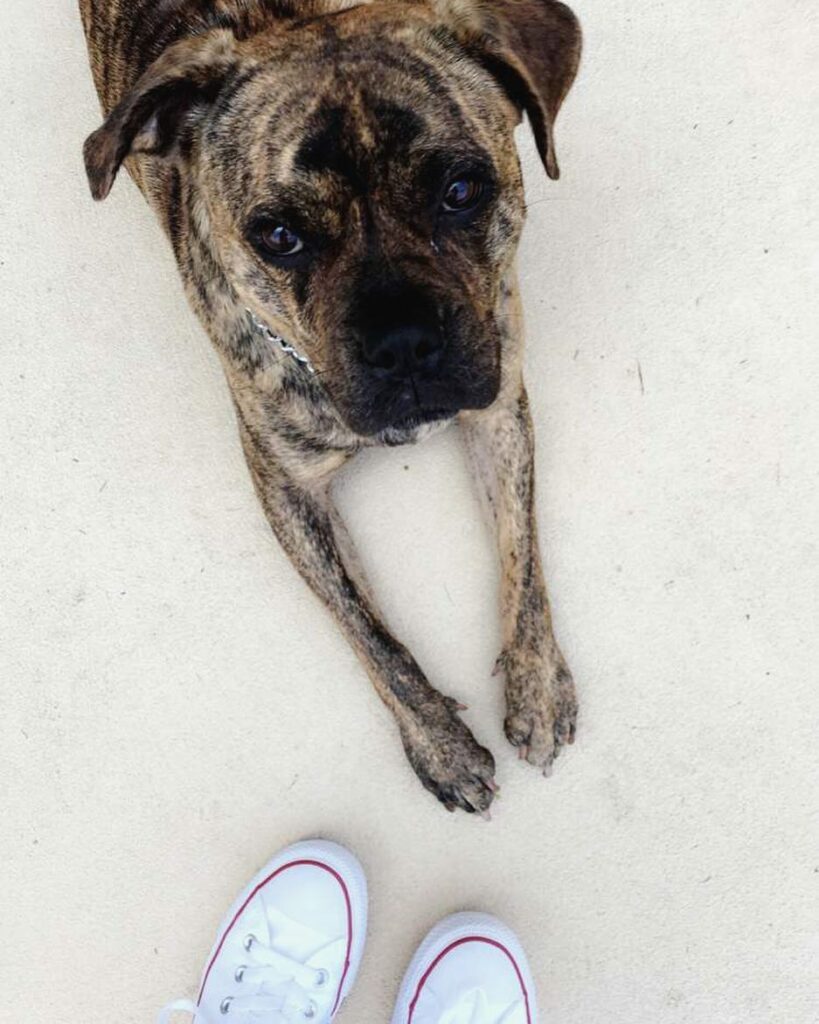 good luck today my sweet, strong baby. wish I were there to hold your paw. ♡ ♡ ♡...