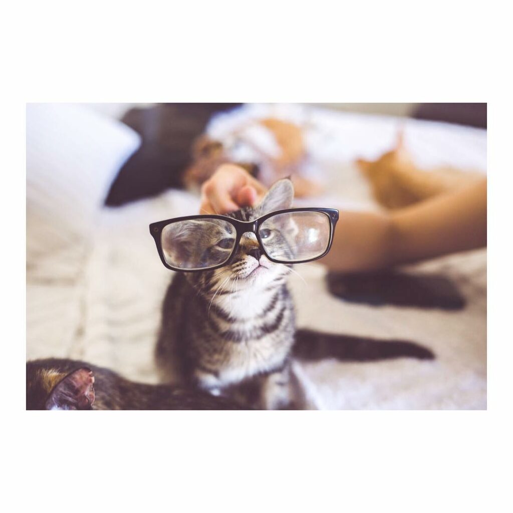 raise dogs and cats the same way...