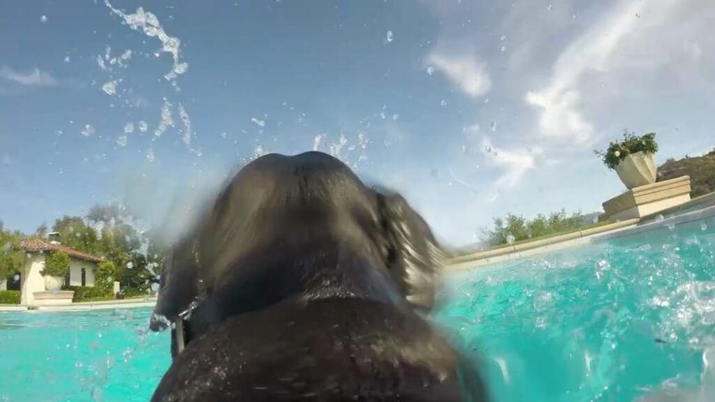 You guys!!! I put a GoPro on my dog Gabbana and the video is the best thing ever...
