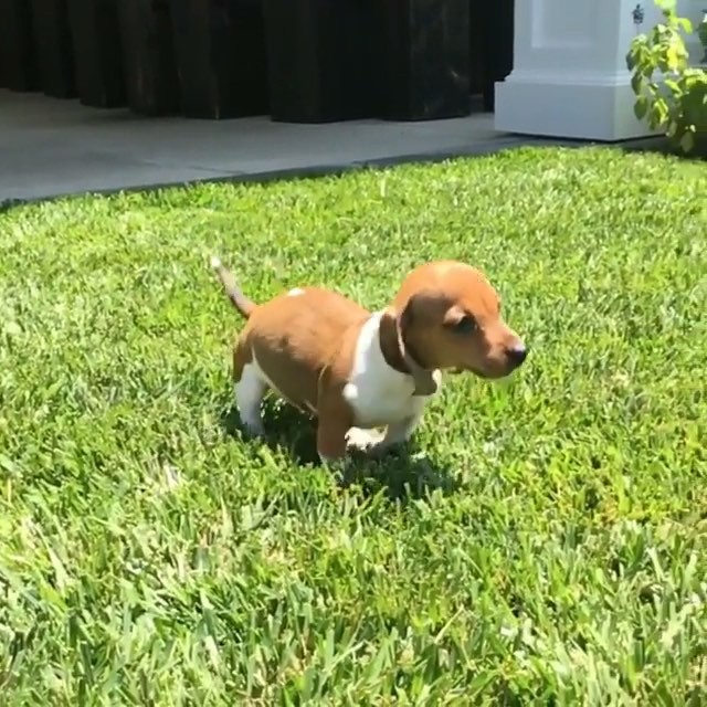 #Repost @normieandbambijenner
・・・
Welcome penny to the family ...