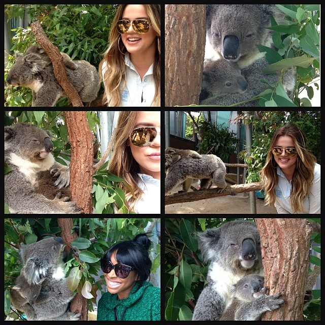 I can't believe I met a baby koala today at the Taronga Zoo! Look at those faces...