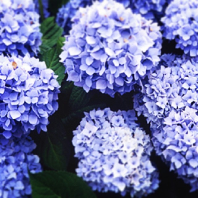 Found a little piece of heaven on my walk today. #Hydrangeas #Hike #Beautiful #B...