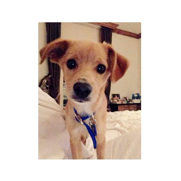 My darling Toulouse ...