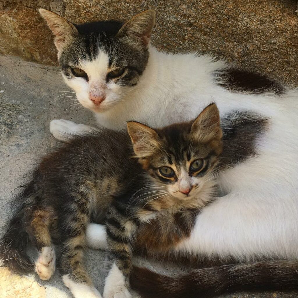 Too cute. Too bad they fucking hate me...