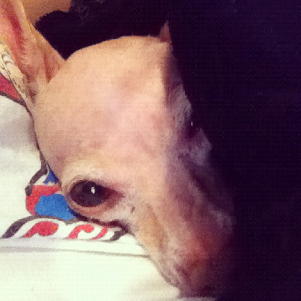Come home dolce! ...