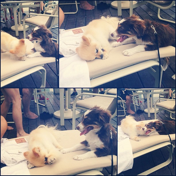 puppy party ...