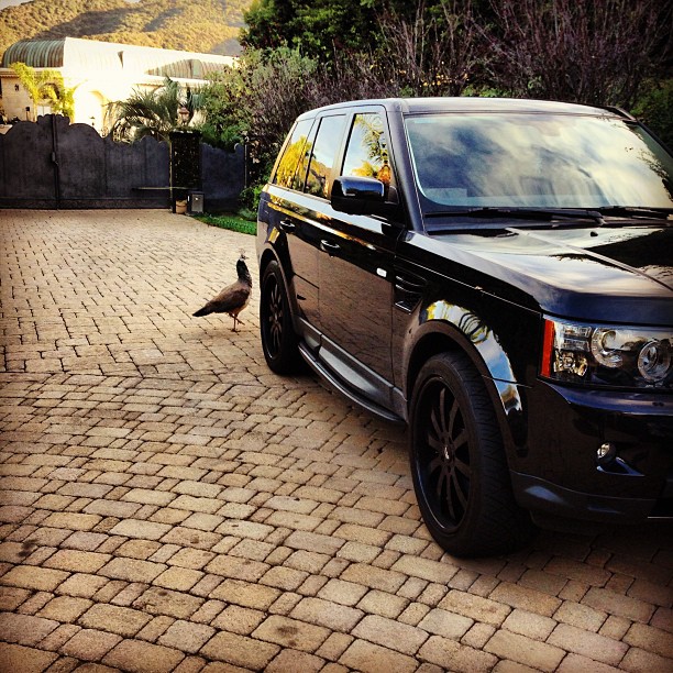 stupid petey! get away from my car so I can leaveee...