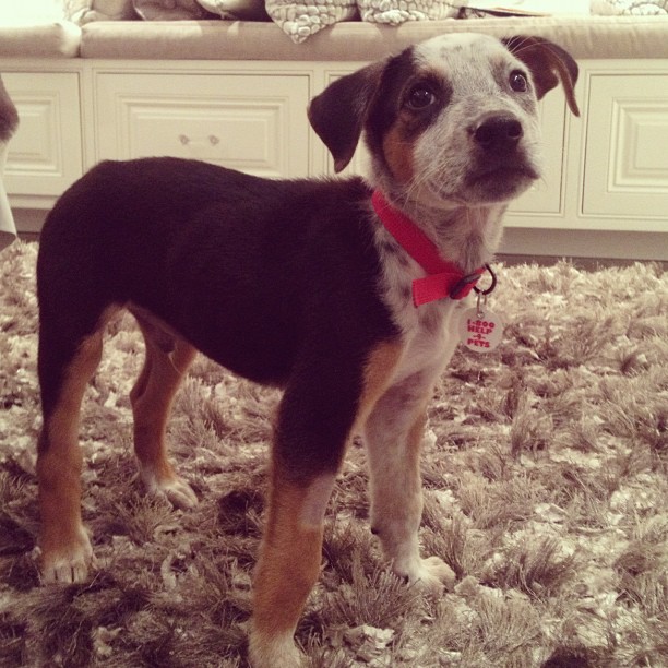 meet our new rescue pup!!! ...