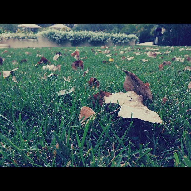 it's fallll ...