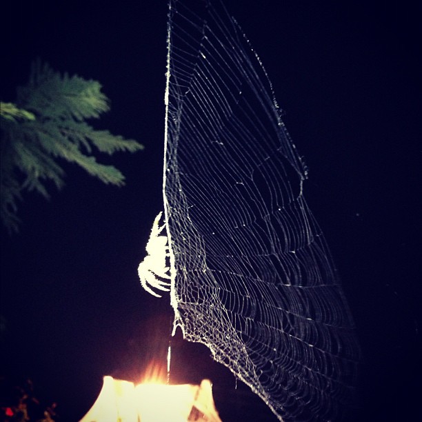 big guy! my house is bug central tonight ...