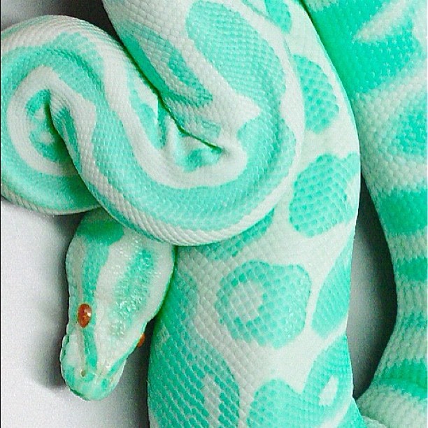 don't like snakes but look how prettyyy! #want ...