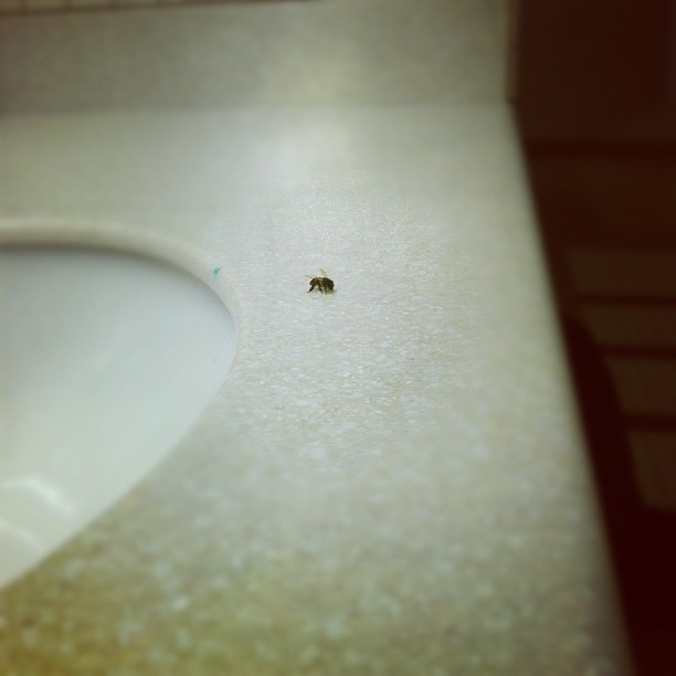 Hellooooo little bee...