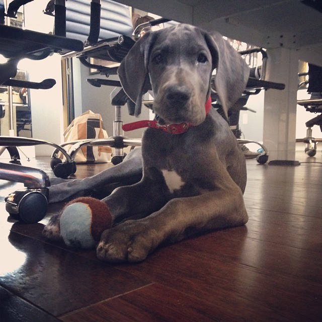 Blu came to school ...