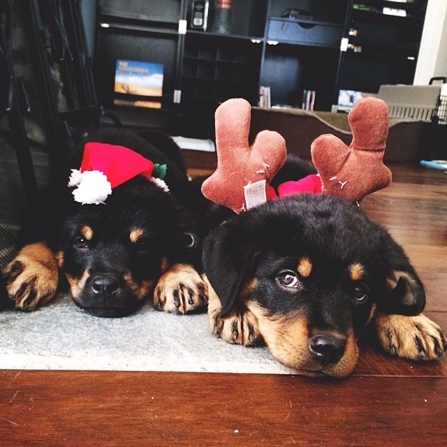 OMG. @brodyjenner 's new babies. I just can't handle it! ...