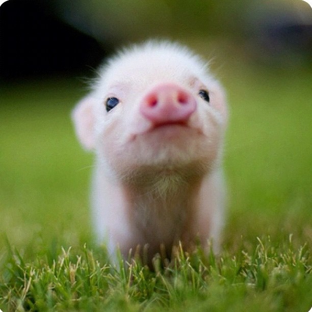 eeee!  can I have you?!...