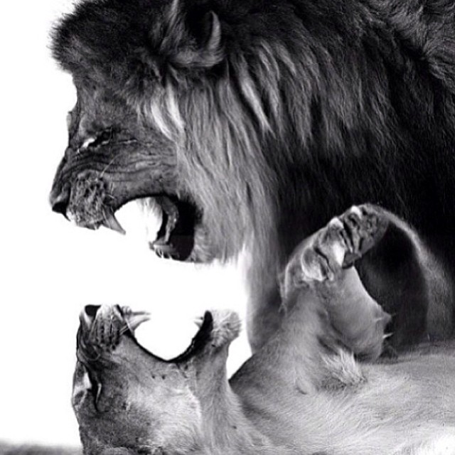 LOVE...