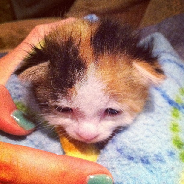 @spencerrmow rescued baby kittens! Cutest thing ever! ...
