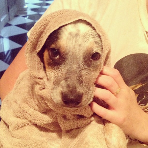 just gave puppy a bath...
