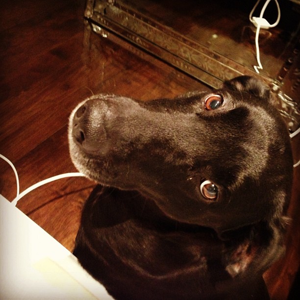 baby girl's getting old and gray #lovehertho ...