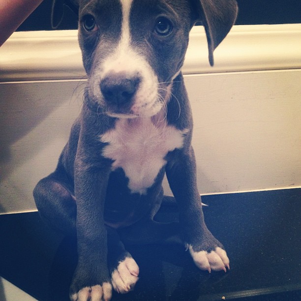 @stassiebabeyy surprised me this morning with a visit from this cutie!...