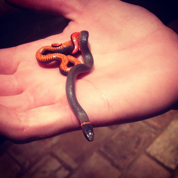 baby snake ...