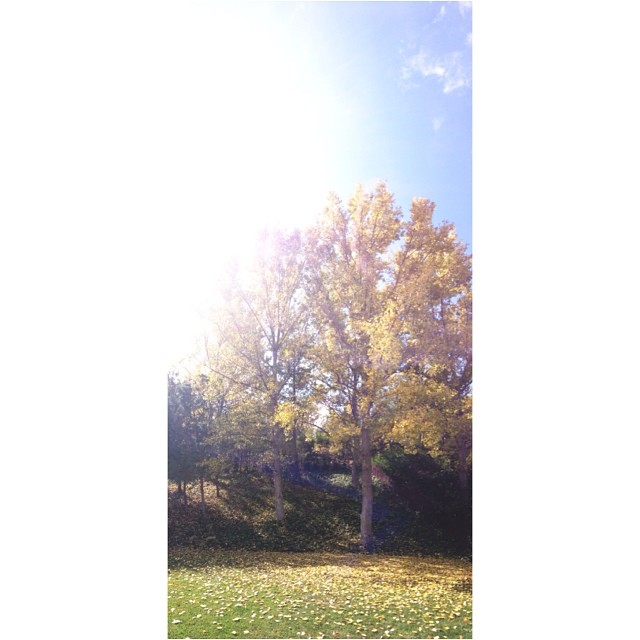 and all at once, summer collapsed into fall....