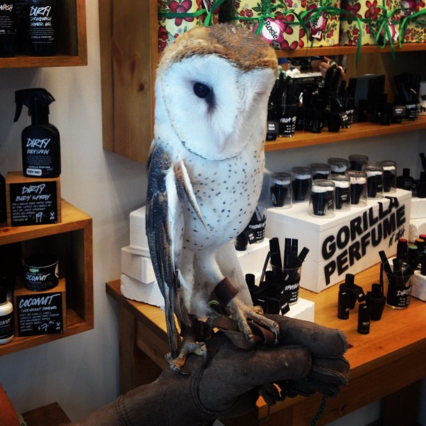 hello mr. owl...