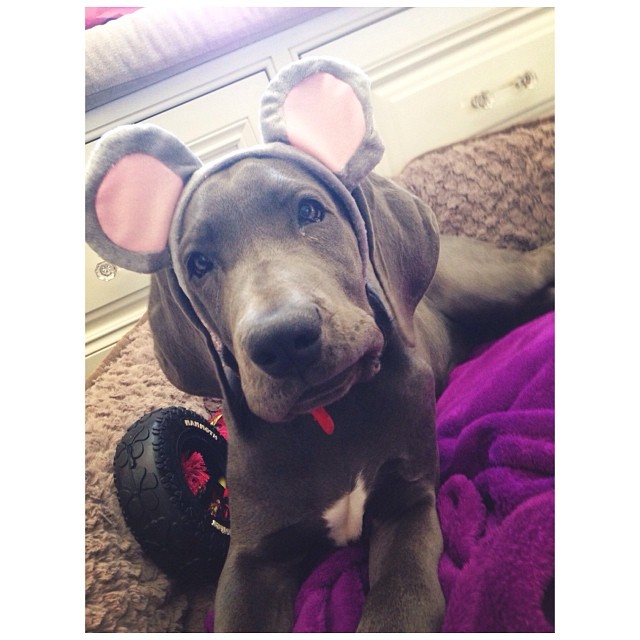 she loves her Halloween costume ...