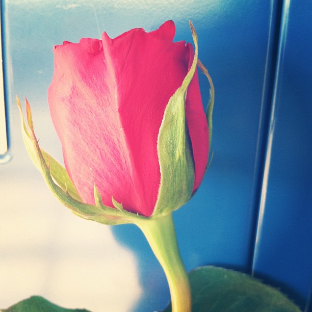 Random little boy gave me this rose today :) #ifeelspecial...