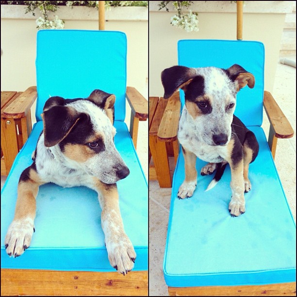 got his own little lawn chair hehe ...