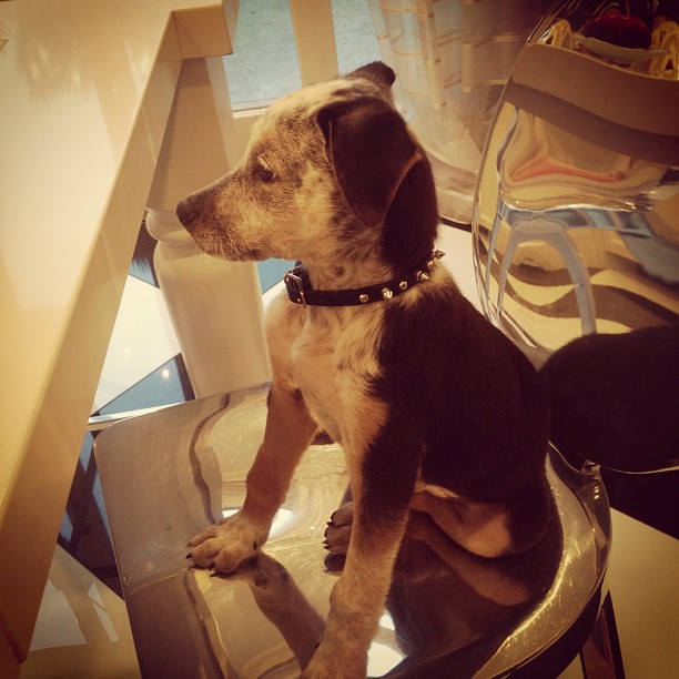 Jackson sits at the dinner table too #properpup...