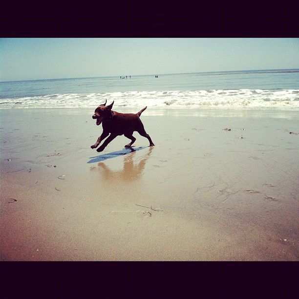 Louis' first time to the beach  loves it...