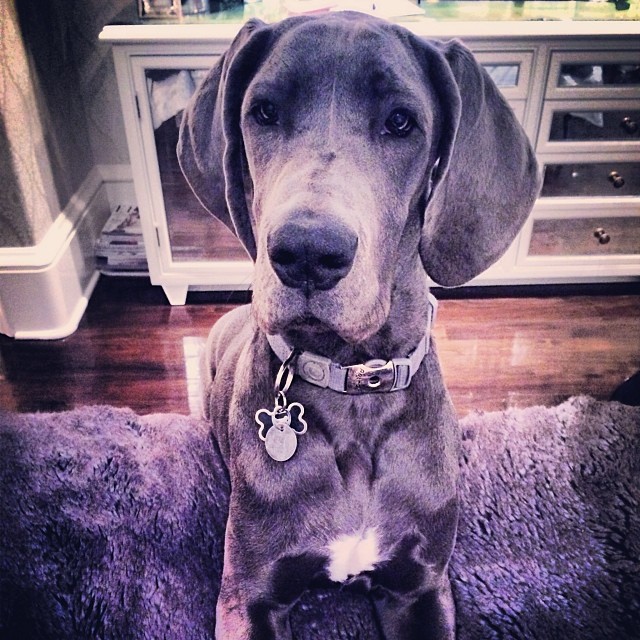 hi scoob...