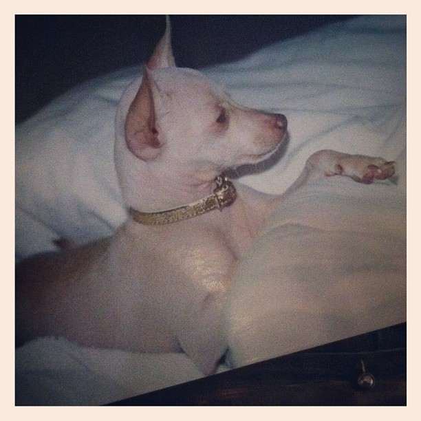 Baby Dolce  miss him....