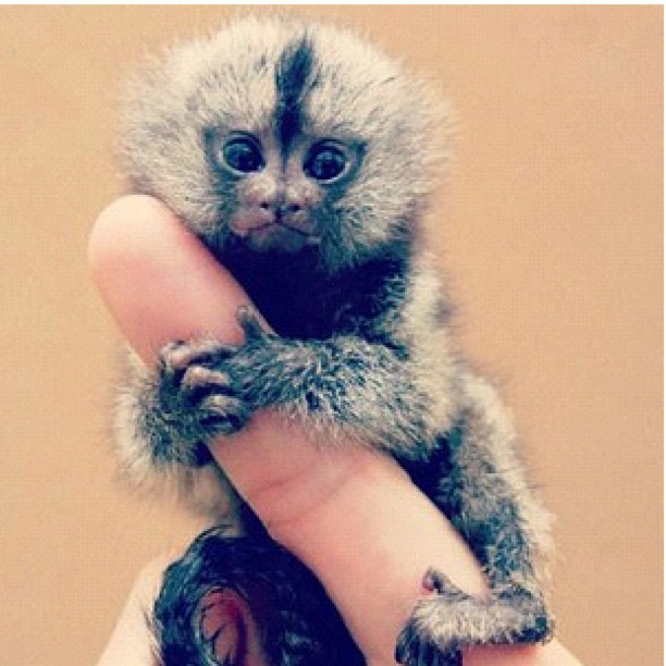 I want one!!!!...