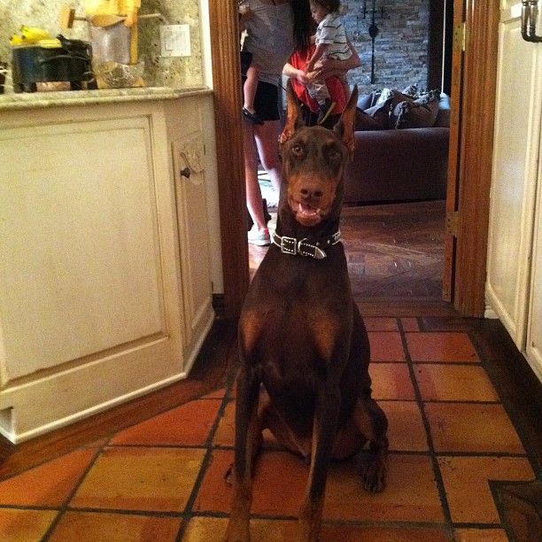 Love this dog...