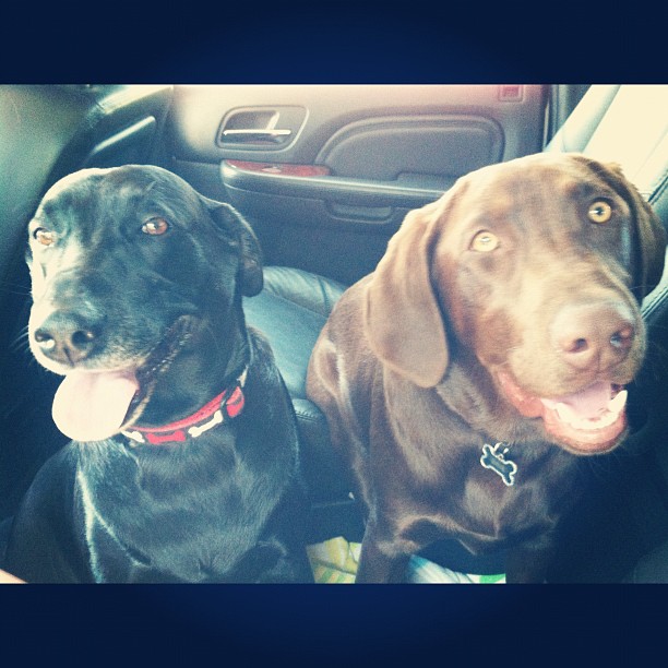 meet my doggies  ...