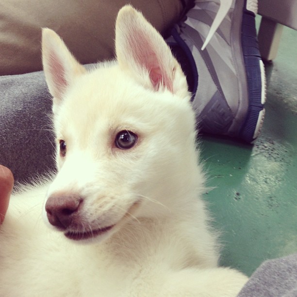 I wish my mom would let me take this beautiful little snow ball home!!!!! I'm in...