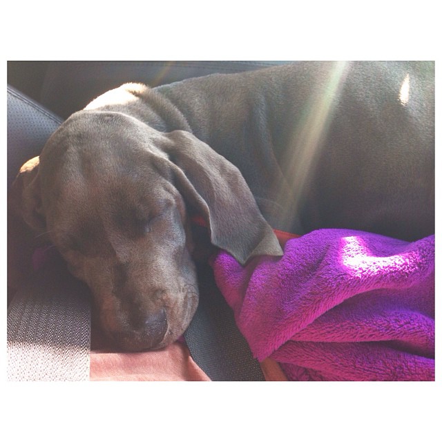 happy early birthday to me!!! my new little princess!  thank you @robkardashian ...