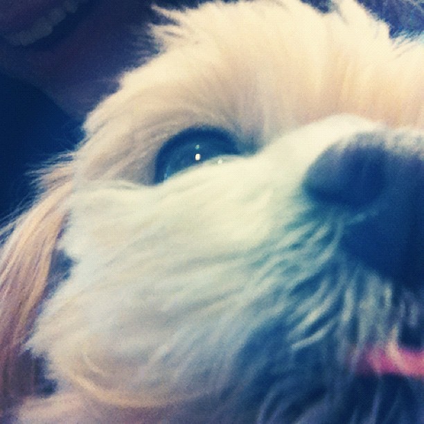 Bring your dog to school day.... ...