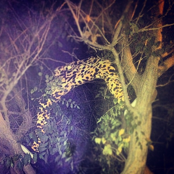 found a cheetah #nbd @ispymateo...