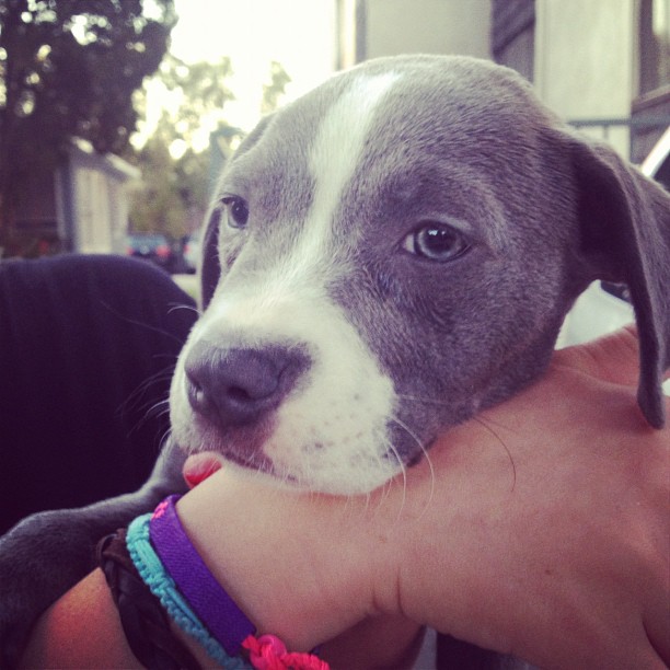 @stassiebabeyy 's new puppy #jealous...