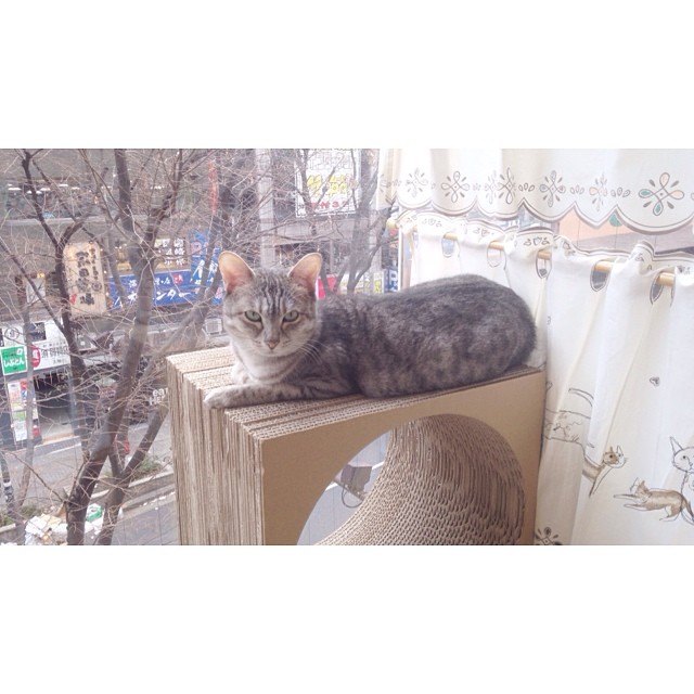 finally went to a Japanese cat cafe ...